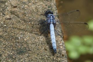 Orthetrum coerulescens - Kleiner Blaupfeil